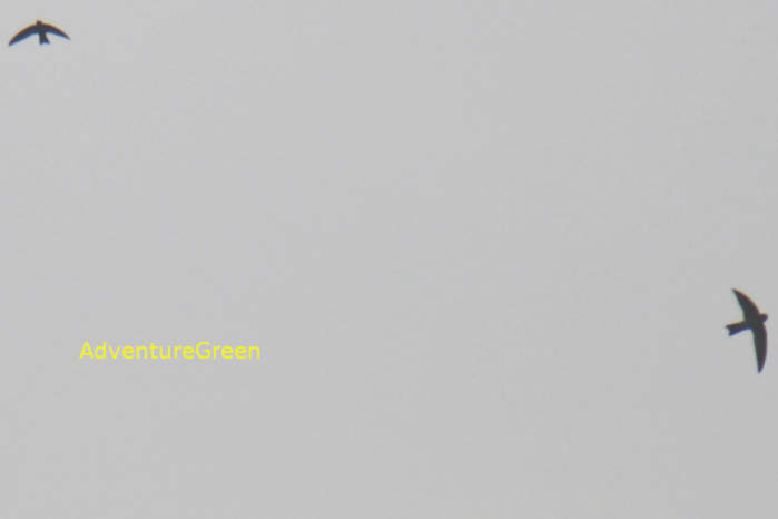 Himalayan swiftlet in Vietnam