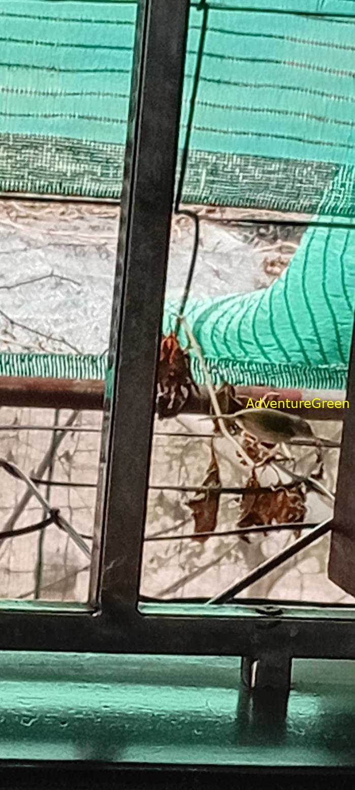 Common Tailorbird