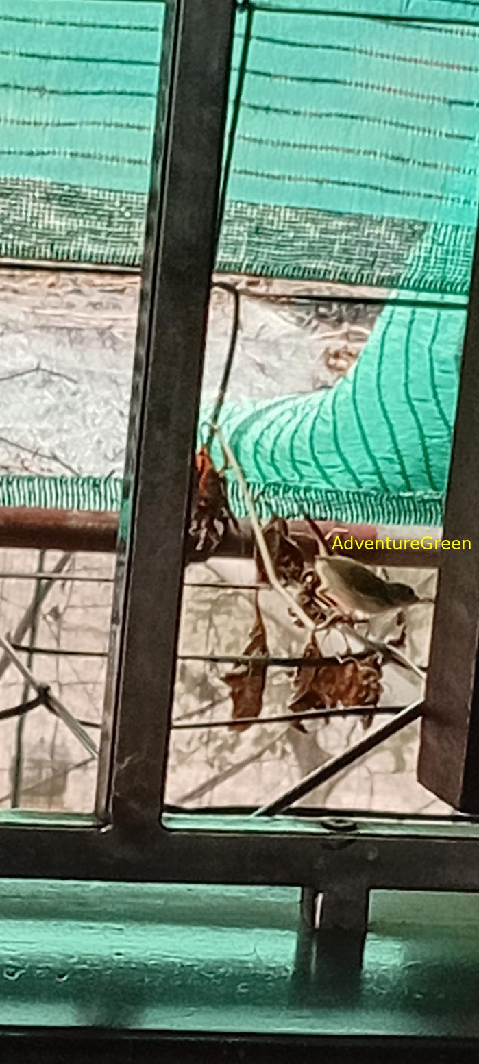Common Tailorbird