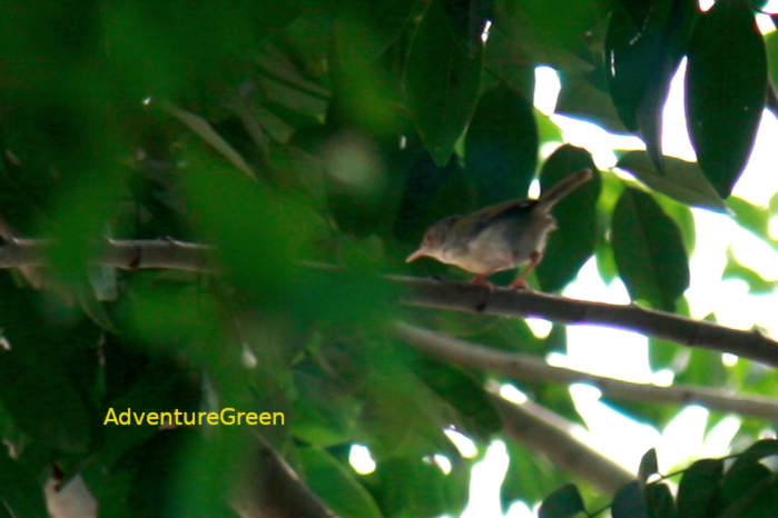 Common tailorbird in Vietnam