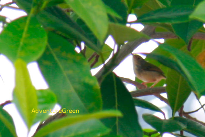 Common tailorbird in Vietnam