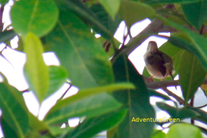 Common tailorbird in Vietnam