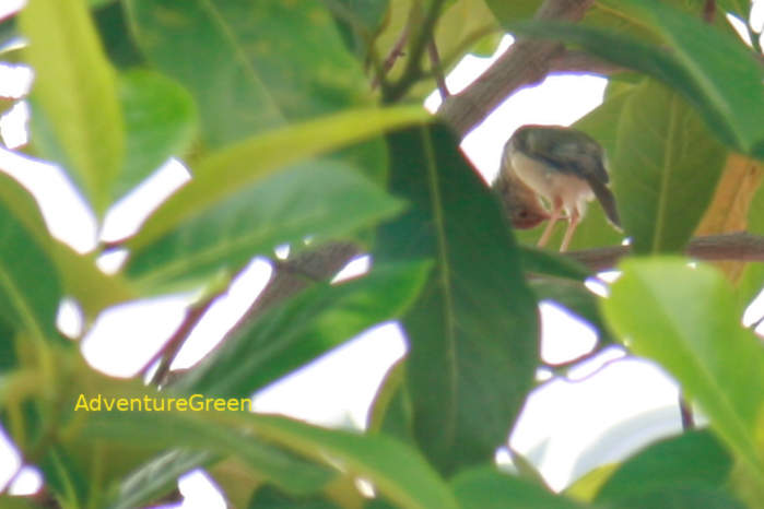 Common tailorbird in Vietnam