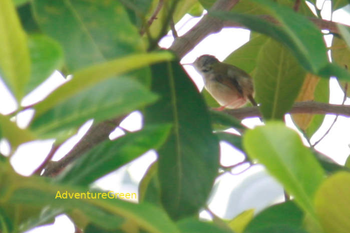 Common tailorbird in Vietnam