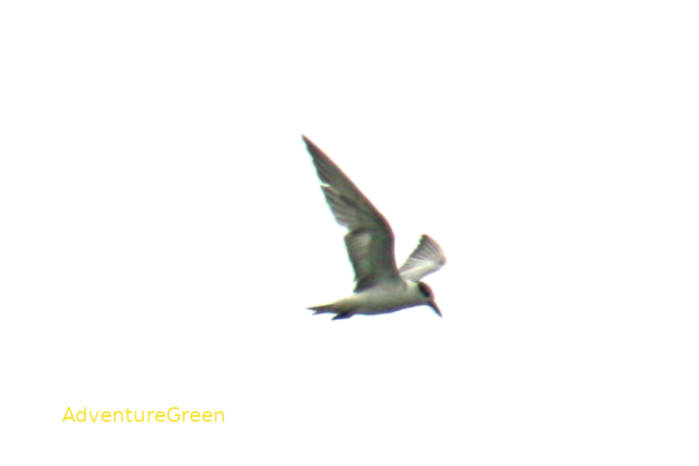 Little tern in Vietnam