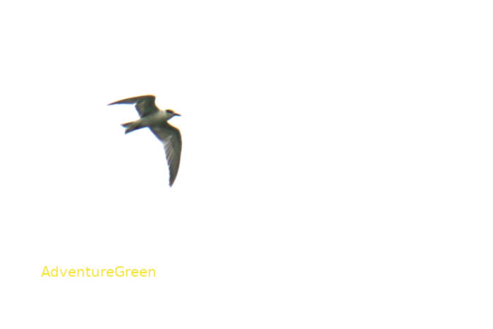 Little tern in Vietnam