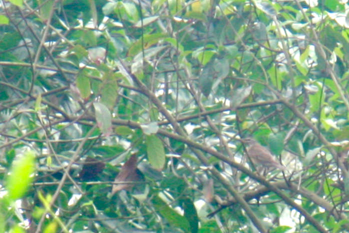 Eyebrowed Thrush