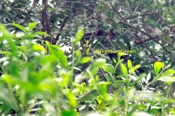 Eyebrowed thrush in Vietnam