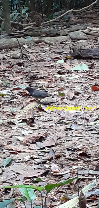 A male Japanese thrush at Cuc Phuong National Park in Ninh Binh, Vietnam A male Japanese thrush at Cuc Phuong National Park in Ninh Binh, Vietnam