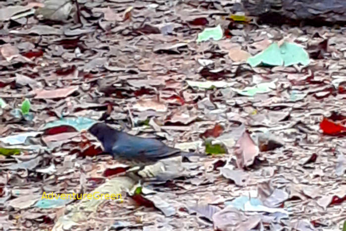 Japanese thrush in Vietnam