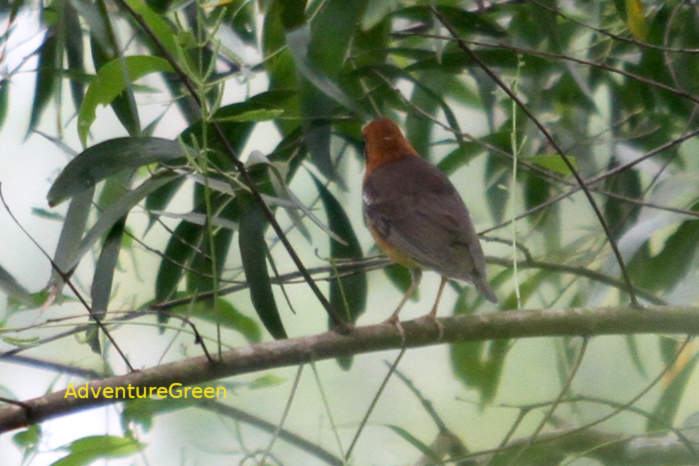 Orange-headed thrush in Vietnam