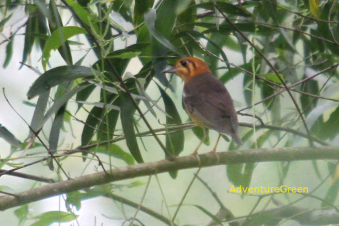 Orange-Headed Thrush in Vietnam