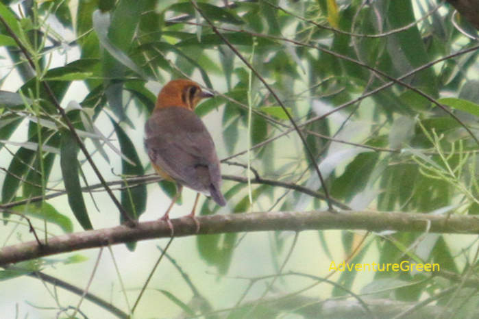 Orange-headed thrush in Vietnam