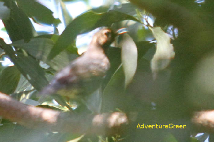 Siberian Thrush in Vietnam