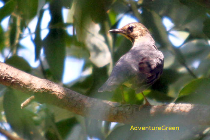 Siberian Thrush in Vietnam