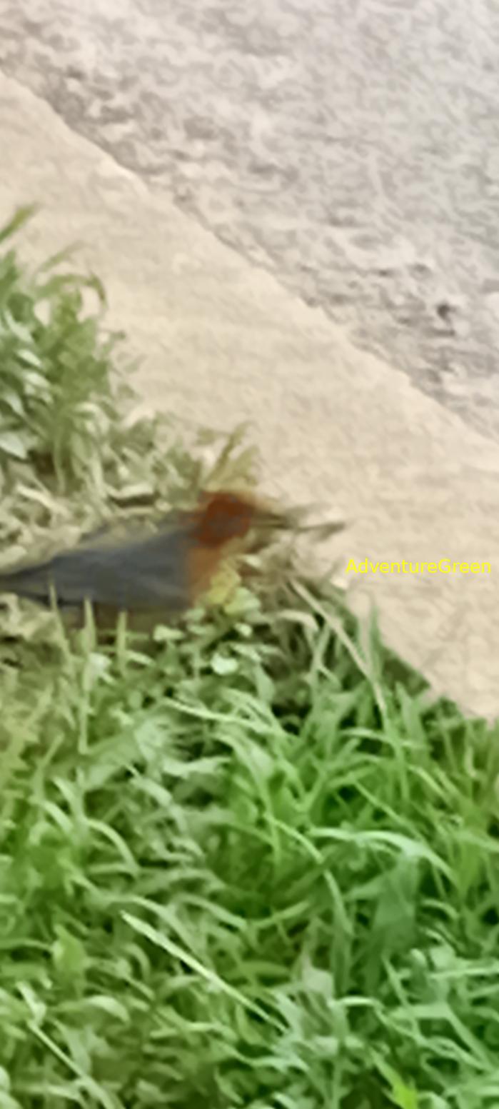 Orange-headed thrush in Vietnam Orange-headed thrush in Vietnam