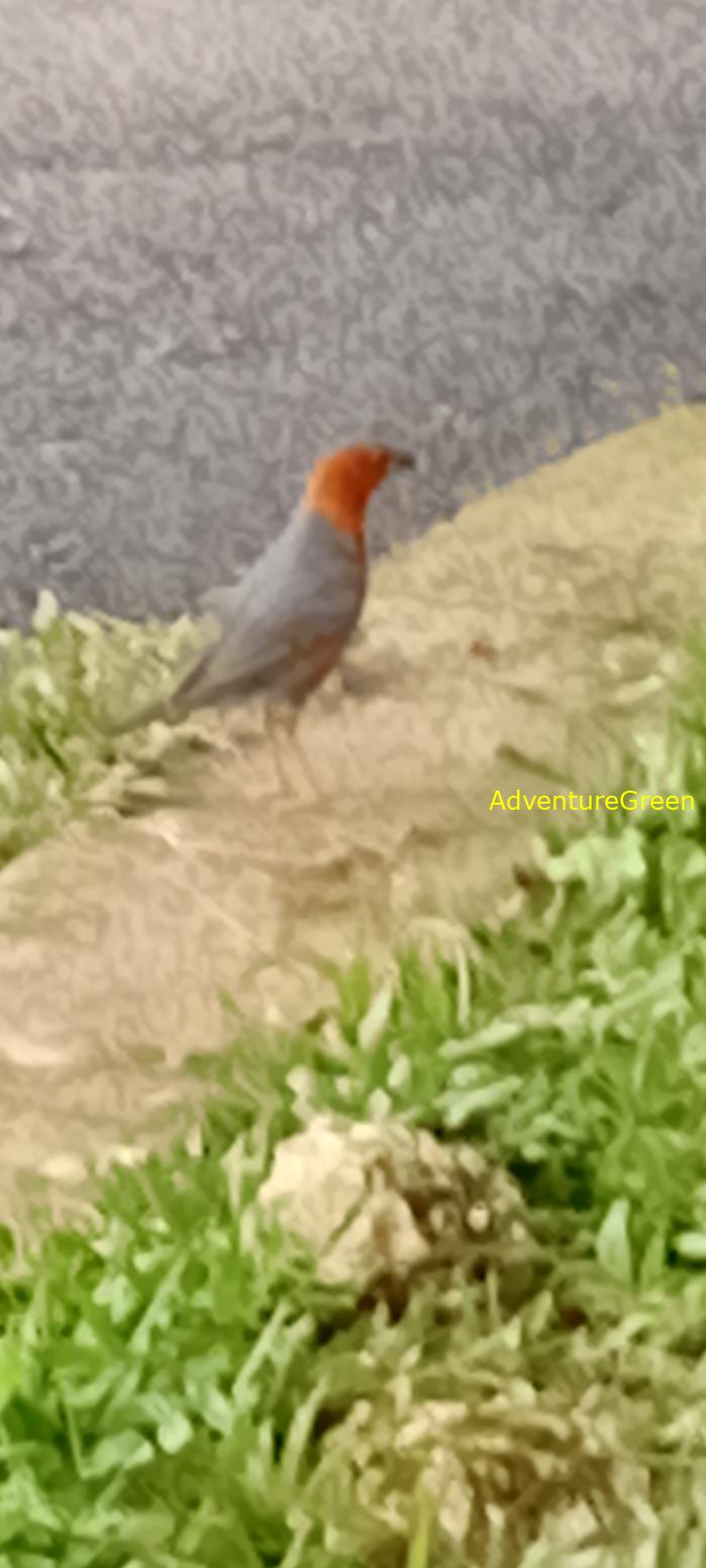 Orange-headed thrush in Vietnam Orange-headed thrush in Vietnam