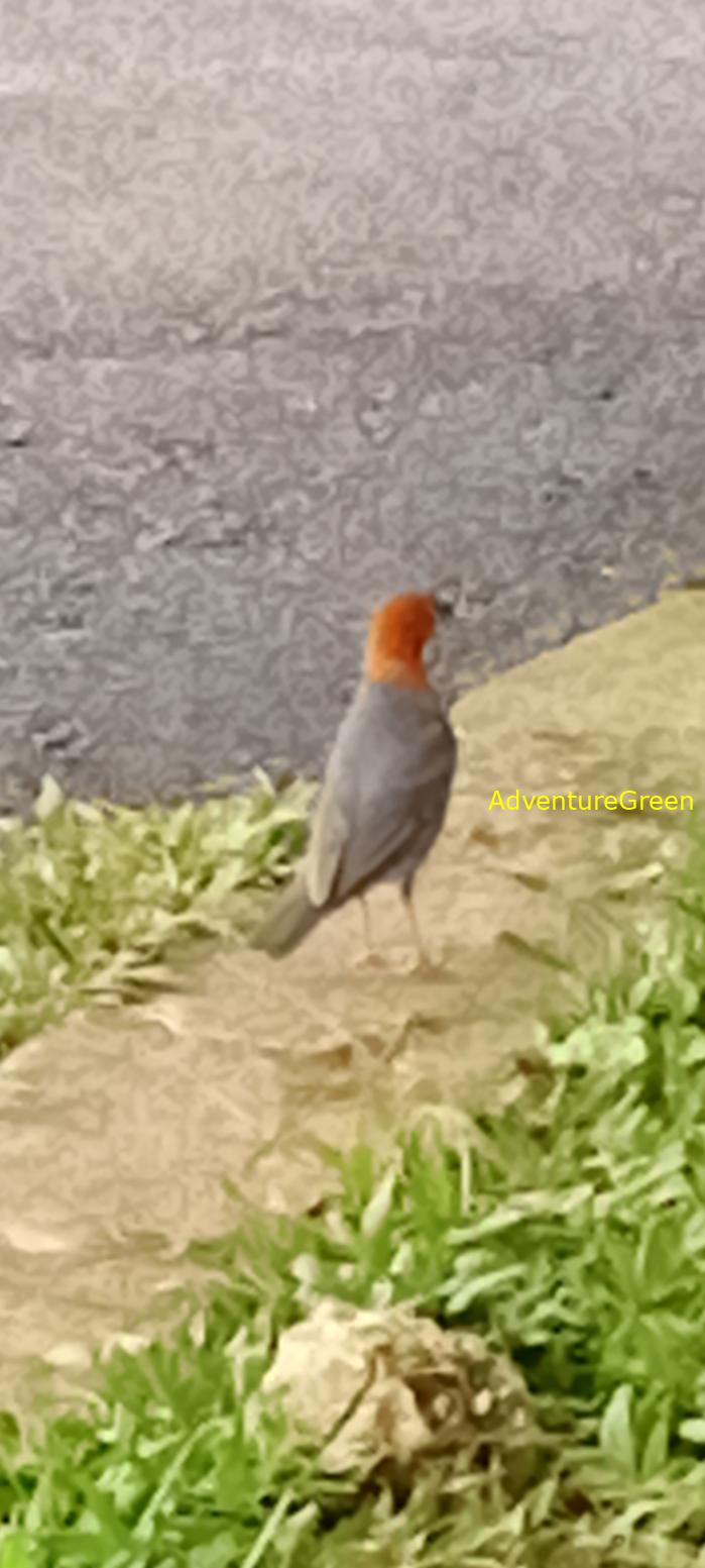 Orange-headed thrush in Vietnam Orange-headed thrush in Vietnam