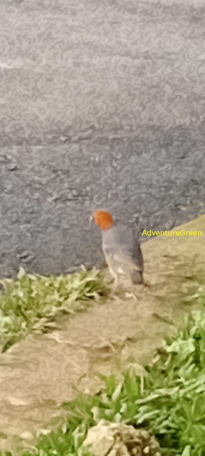 Orange-headed thrush in Vietnam Orange-headed thrush in Vietnam