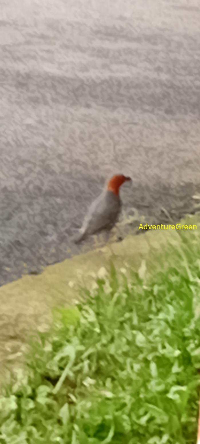 Orange-headed thrush in Vietnam Orange-headed thrush in Vietnam