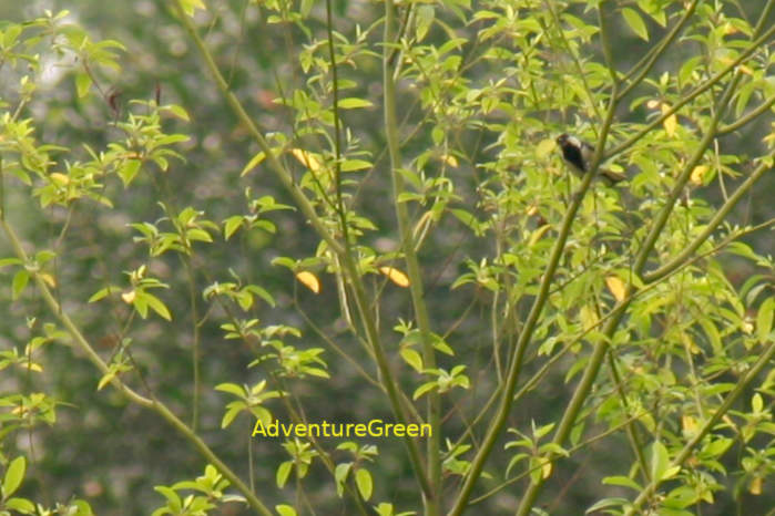 Cinereous Tit in Vietnam