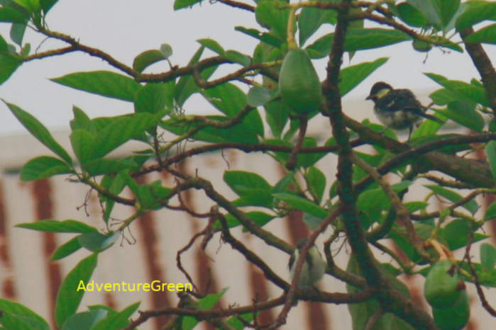Cinereous Tit in Vietnam
