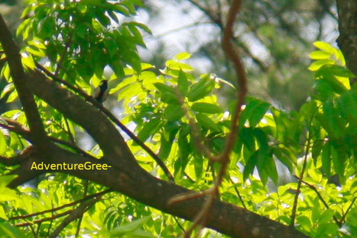 Cinereous Tit in Vietnam