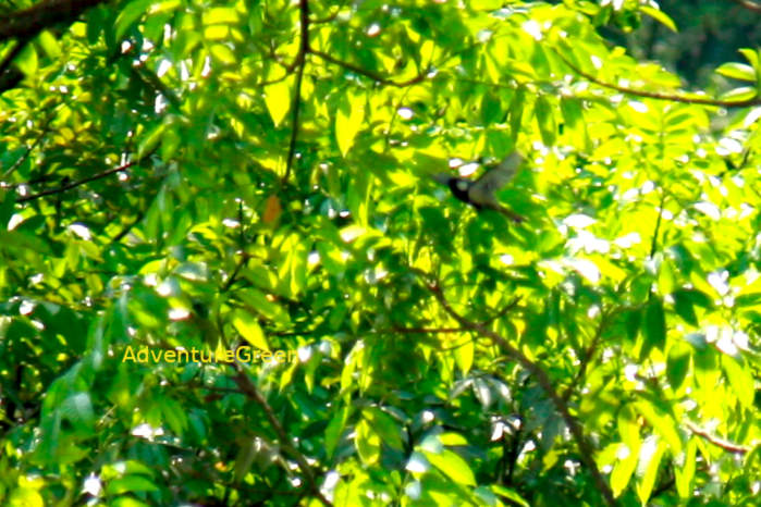 Cinereous Tit in Vietnam