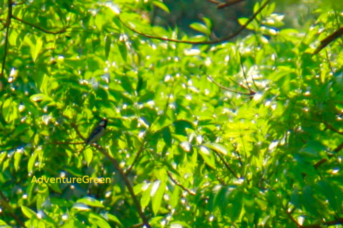 Cinereous Tit in Vietnam