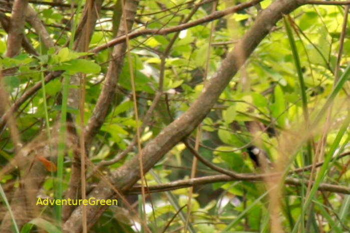 Cinereous Tit in Vietnam