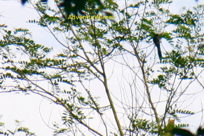 Ratchet-Tailed Treepie in Vietnam