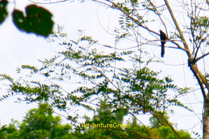 Ratchet-Tailed Treepie in Vietnam