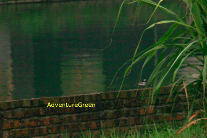 White wagtail in Vietnam