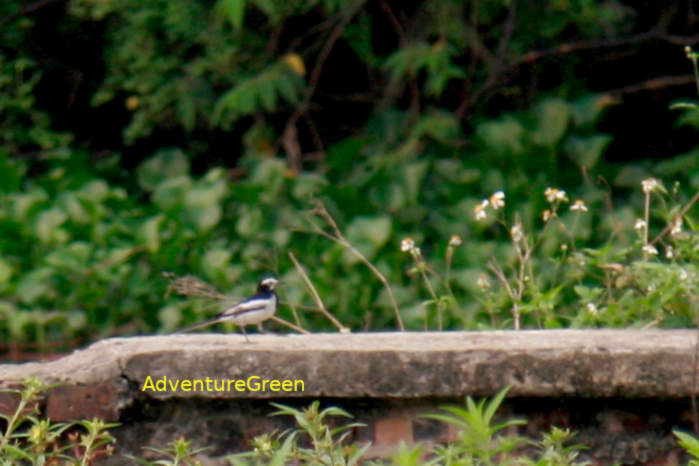 White Wagtail