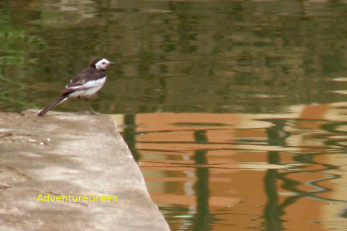 White wagtail in Vietnam