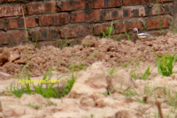 White wagtail in Vietnam