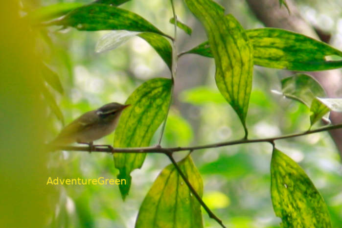 Eastern crowned warbler in Vietnam