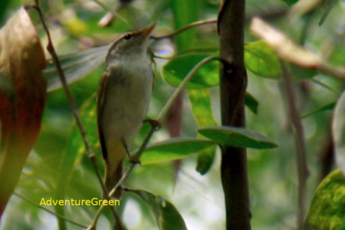 Eastern crowned warbler in Vietnam