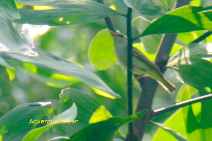 Eastern crowned warbler in Vietnam