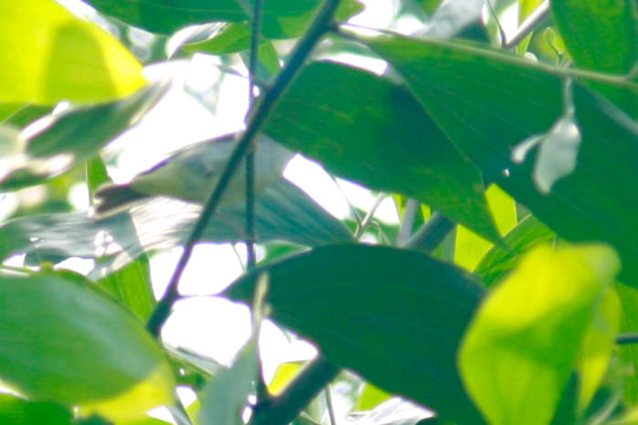 Eastern crowned warbler in Vietnam