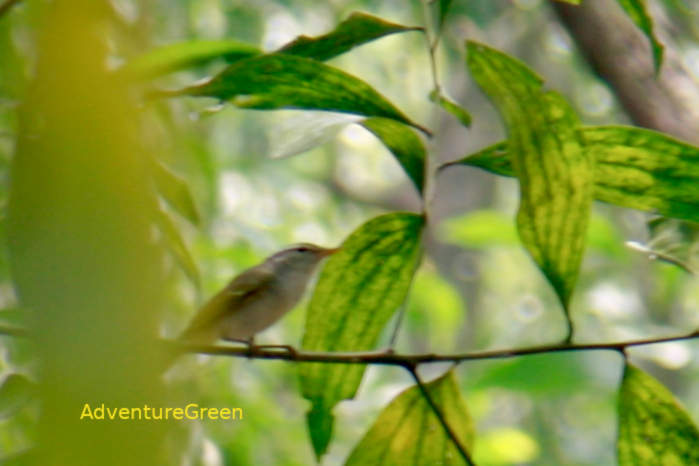 Eastern Crowned Warbler in Vietnam