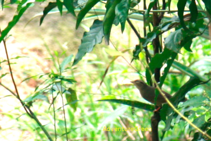 Radde's warbler in Vietnam