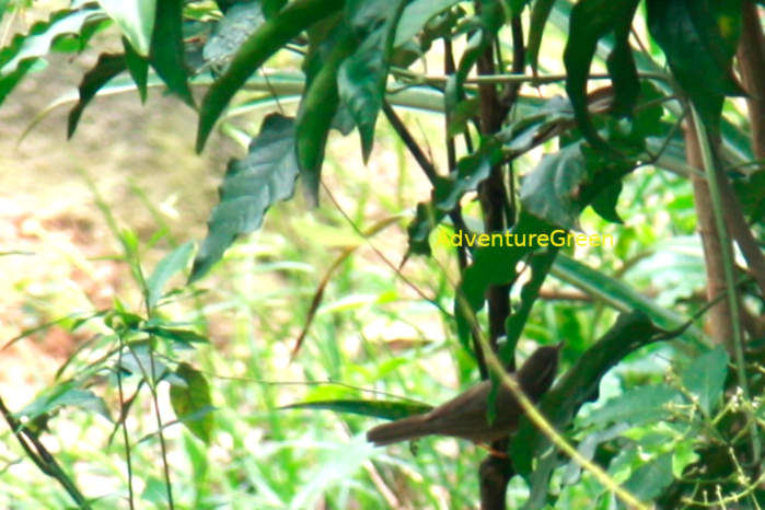 Radde's warbler in Vietnam