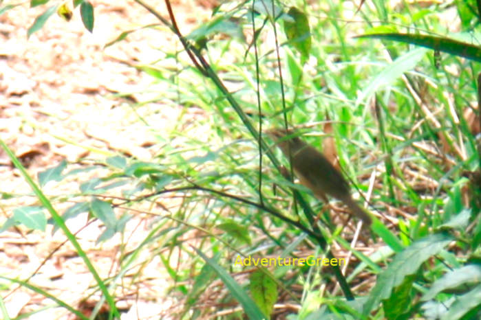 Radde's Warbler
