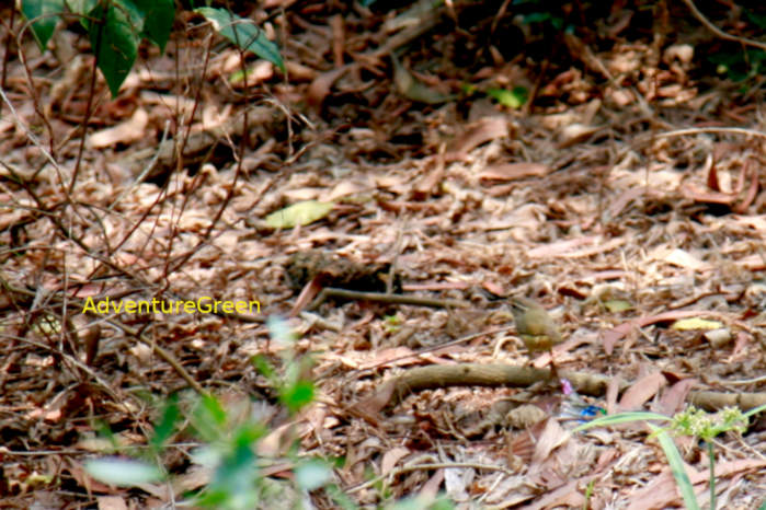 Radde's warbler in Vietnam