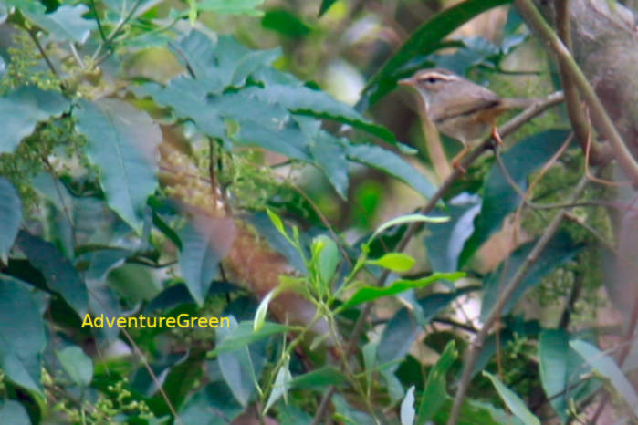 Radde's warbler in Vietnam