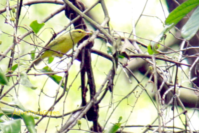 Sulphur-breasted Warbler in Vietnam