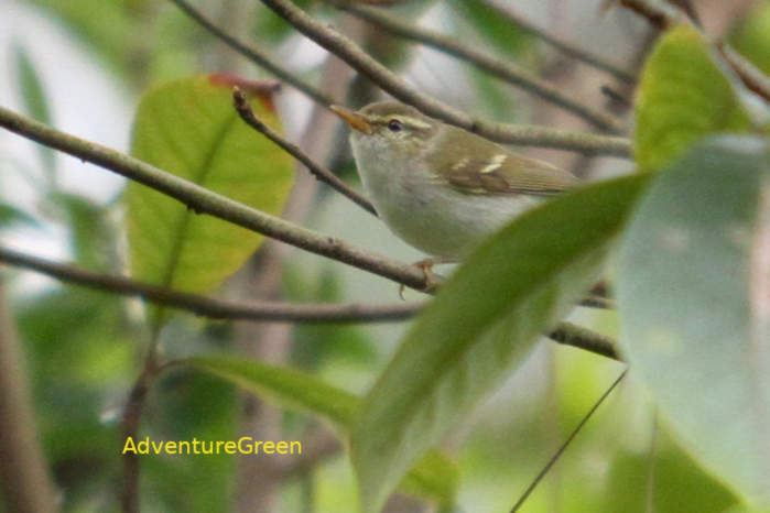 Two-barred Warbler in Vietnam