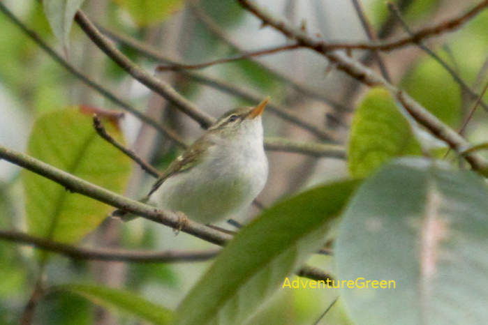 Two-barred Warbler in Vietnam