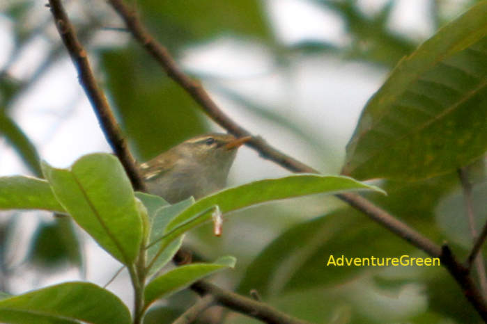 Two-barred Warbler in Vietnam